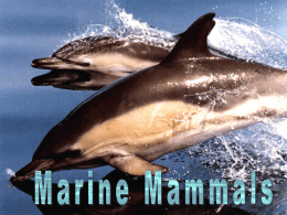 cetacean behaviour - Mater Academy Lakes High School