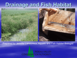 Drains and Fish Habitat