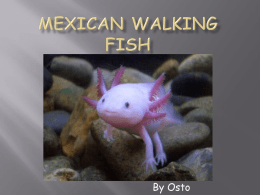 Mexican Walking Fish