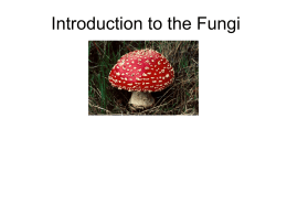 Introduction to the Fungi
