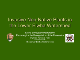 Invasive non-native plants in the lower Elwha watershed
