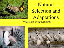 Natural Selection and Adaptations - pams