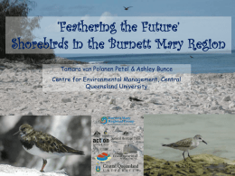 Feathering the Future of Burnett Mary Shorebirds