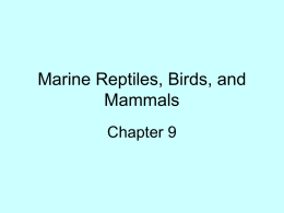 Chapter 9 - mammals