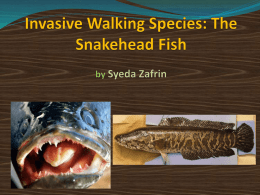 (W) of northern snakeheads sampled in the Potomac