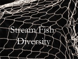 Stream Fish Diversity Lab
