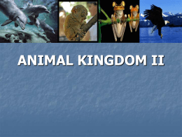 animal kingdom ii