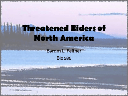 Threatened Eiders of North America
