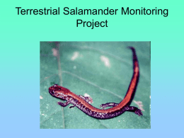 Terrestrial Salamander Monitoring Project
