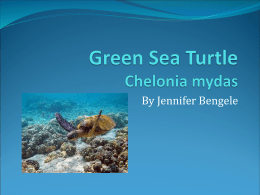 Green Sea Turtle Chelonia mydas
