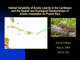 Habitat Variability of Anolis Lizards in the Caribbean and