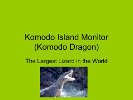 Komodo Island Monitor (Komodo Dragon)