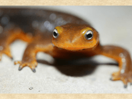 Lecture - Amphibians
