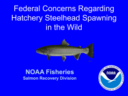 Federal Concerns Regarding Hatchery Steelhead Spawning in the