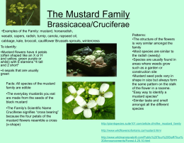 The Mustard Family Brassicacea/Cruciferae