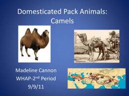 Domesticated Pack Animals: Camels