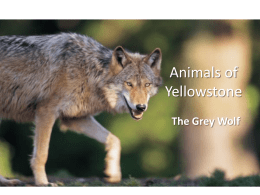Animals of Yellowstone - Yellowstone Teacher Project