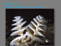 Chapter 15: Animals of the benthic environment