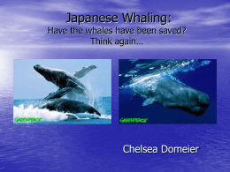 Whaling: A Contrast of East and West Values
