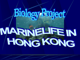 Marinelife in Hong Kong