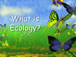 What is ecology?