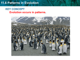 11.6 Patterns in Evolution