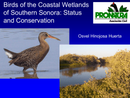 Birds of the Coastal Wetlands of Southern Sonora
