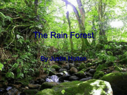 The Rain Forest - kevincvirtualnotebook