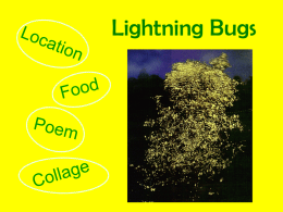 Lightning Bugs Power Point