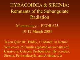HYRACOIDEA & SIRENIA: Remnants of the Subungulate Radiation