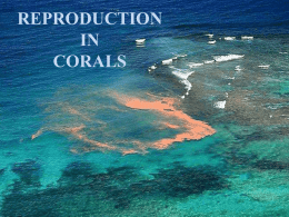 Asexual reproduction in corals