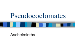 Pseudocoelomates - Biology Junction