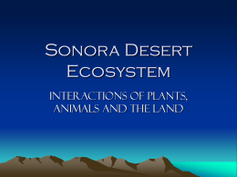 Sonora Desert System