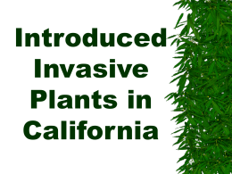 Invasive non-native plants