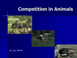 Competition in Animals