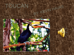 Toucans range in size from 18 to 63 cm