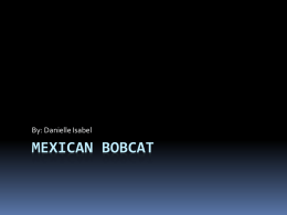 Mexican Bobcat