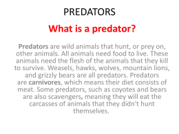 What is a predator? Predators