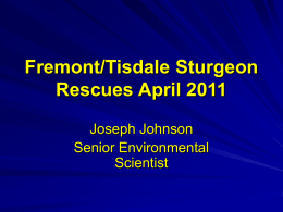 Fremont/Tisdale Sturgeon Rescues April 2011 - CAL