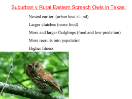 Suburban v Rural Eastern Screech Owls in Texas