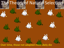 Which rabbit is best adapted?
