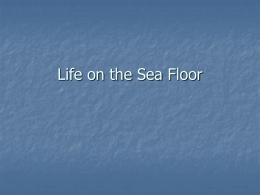 Life on the Sea Floor - WHS
