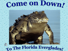 Invitation to Everglades INTRO