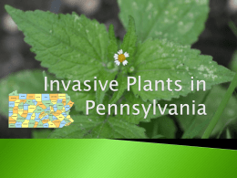 Invasive Plants in Pennsylvania