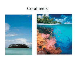 corals.mangroves
