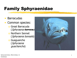 Family Sphyraenidae