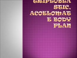 Chapter 10 The Triploblastic, Acoelomate Body Plan