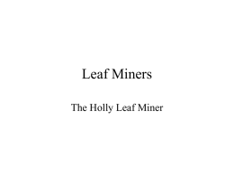 Leaf Miners