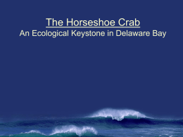 The Horseshoe Crab