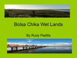 Bolsa Chika Wet Lands